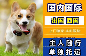 深圳宠物托运公司深圳宠物托运公司深圳宠物托运公司