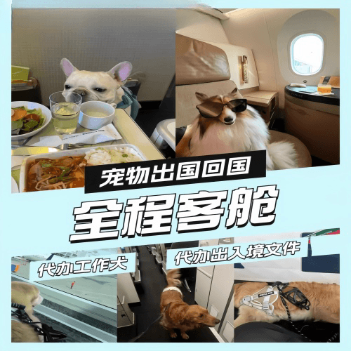 深圳宠物托运到白俄罗斯宠物入境规定和要求