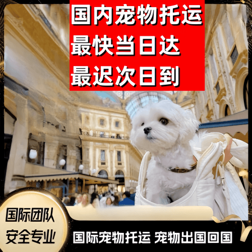 深圳到澳大利亚（澳洲）宠物入境规定和要求